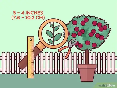 Image titled Prune Tree Roses Step 16