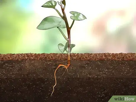 Image titled Extend Your Gardening Season Step 11