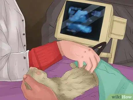 Image titled Diagnose Heart Disease in Ferrets Step 10