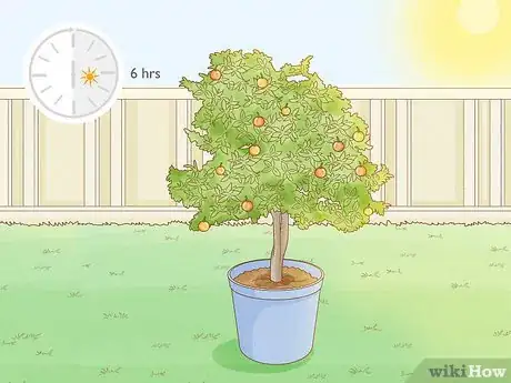 Image titled Grow Mandarin Trees Step 22