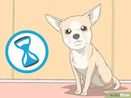 Image titled Train Chihuahuas Step 6