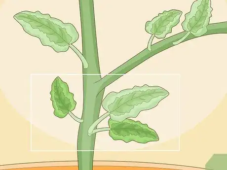 Image titled Identify Tomato Plant Diseases Step 10