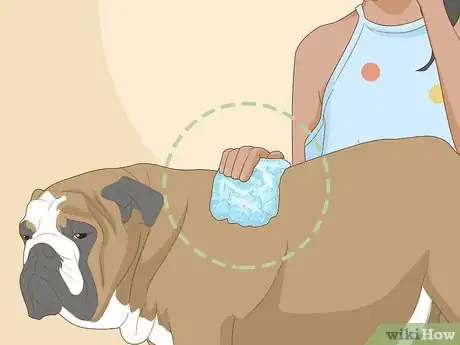 Image titled Keep a Dog Cool in Hot Weather Step 6