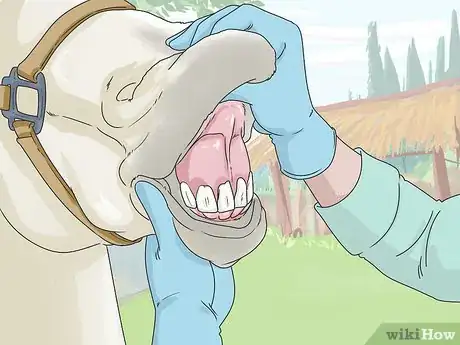 Image titled Clean a Horse Step 14