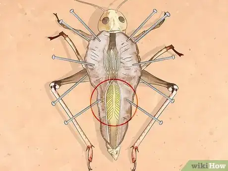 Image titled Dissect a Locust Step 13
