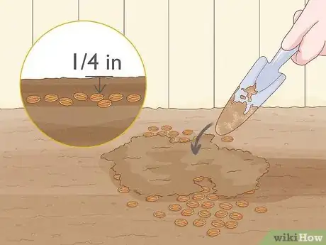 Image titled Grow Sweetgrass Step 15