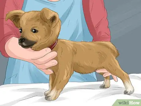 Image titled Figure out Dog Years Step 4