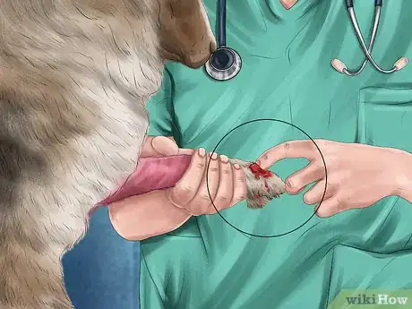 Image titled Help a Dog Suffering from Trauma Step 3