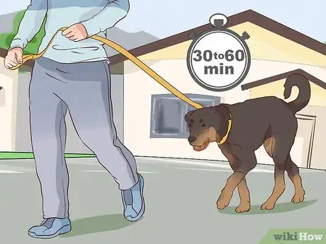 Image titled Exercise With Your Dog Step 1