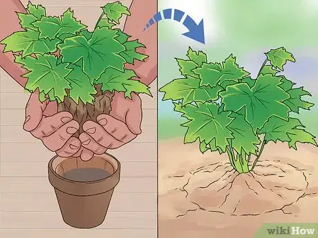 Image titled Grow Delphinium Step 22