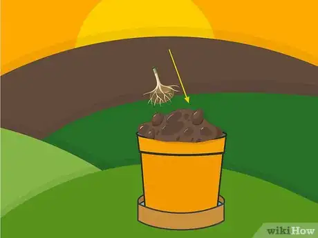 Image titled Plant Bulbs in Pots Step 07