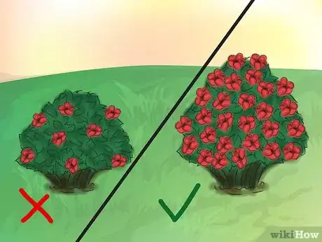 Image titled Grow Knockout Roses Step 12