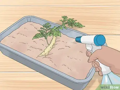 Image titled Grow a Rabbit Foot Fern Step 14