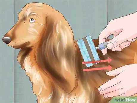 Image titled Groom Your Dog at Home Between Professional Groomings Step 7