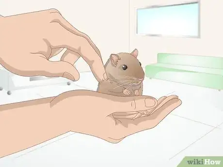 Image titled Groom a Gerbil Step 4