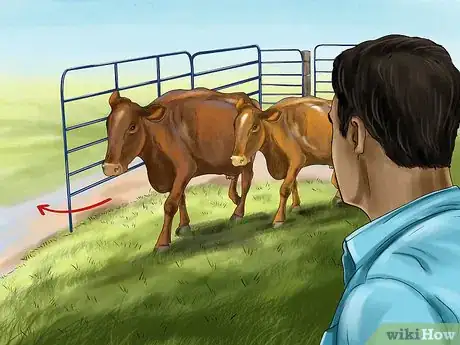 Image titled Sort Cows Step 10
