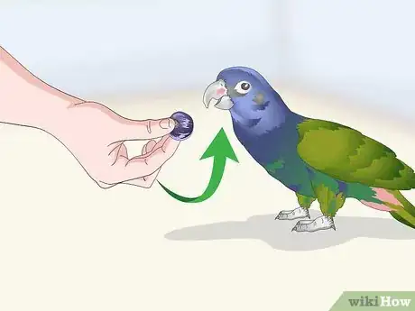 Image titled Bond with a Pionus Parrot Step 10