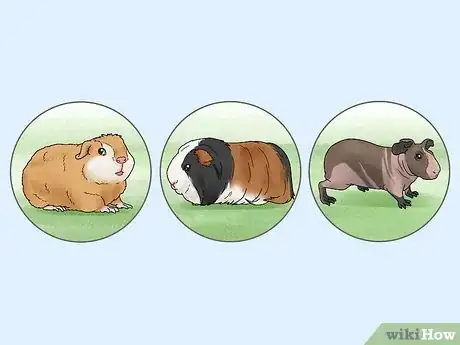 Image titled Choose a Guinea Pig for Breeding Step 5