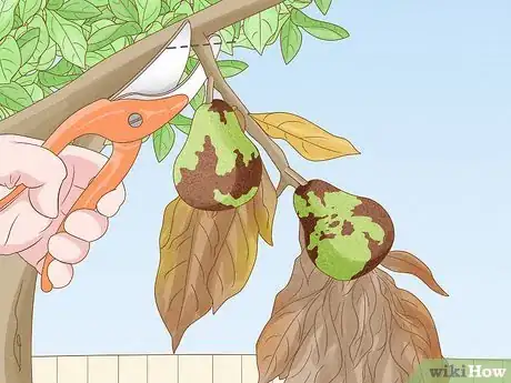 Image titled Keep a Pear Tree Healthy Step 15