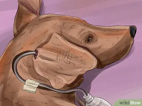 Image titled Treat Aural Hematomas in Dogs Step 2