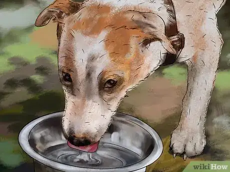 Image titled Keep Your Dog Safe in Extreme Weather Step 9