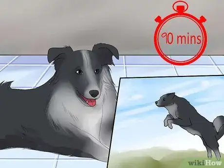 Image titled Care for Collies Step 11