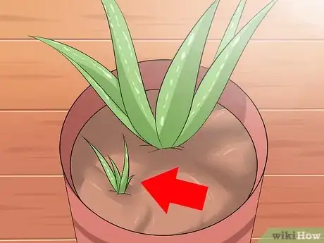 Image titled Care for Your Aloe Vera Plant Step 9