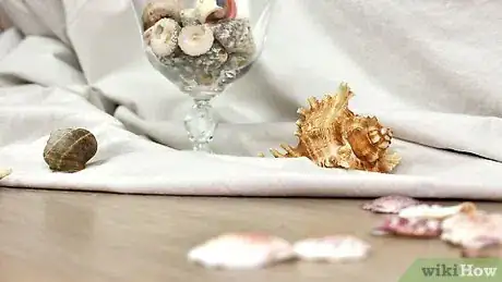 Image titled Display Seashells Step 1