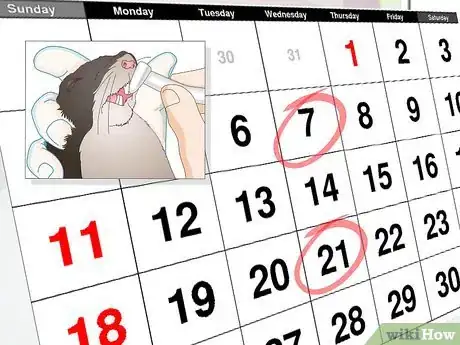 Image titled Prevent and Treat Overgrown Teeth in Mice Step 4