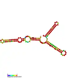istR Hfq binding RNA: Predicted secondary structure taken from the Rfam database. Family RF01400.