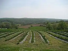 Slopes of Moslavačka gora at Vrtlinska